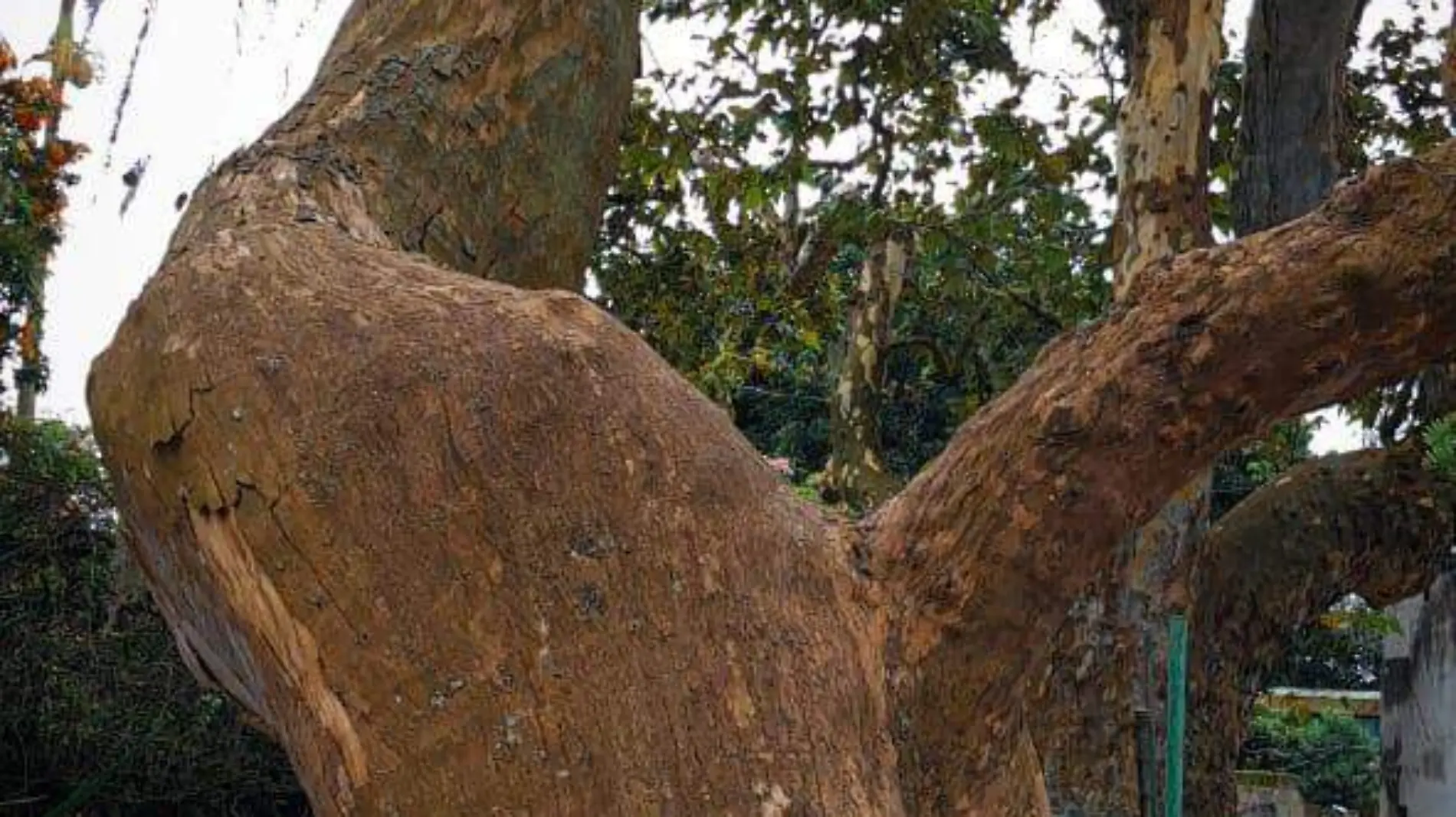 Vecinos de la colonia Ampliación 21 de Marzo protestan por desrame de un árbol